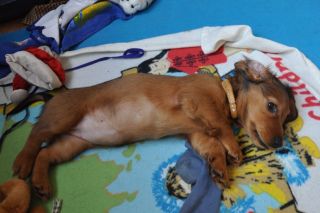 Jamnik d�ugow�osy